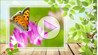 Шаблоны «Летнее слайд-шоу». Купить в allsoft.ru