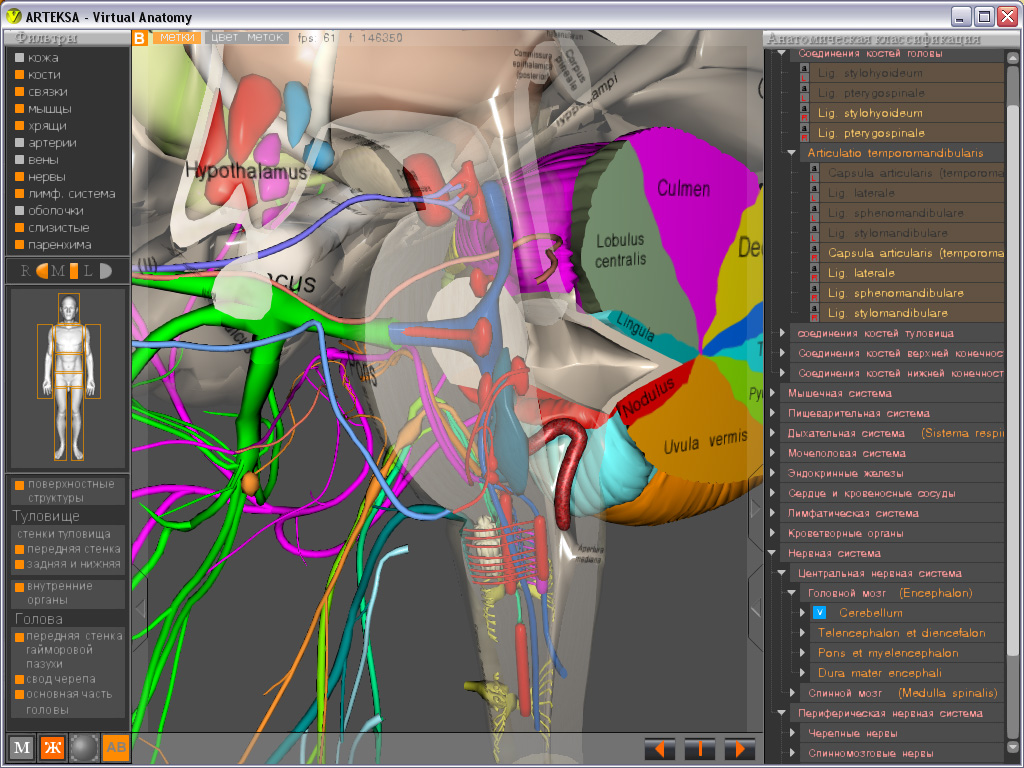 Программа анатомии человека. Виртуальные анатомические атласы. Виртуальная анатомия 4.0. Виртуальная анатомия программа. АРТЕКСА виртуальная анатомия.