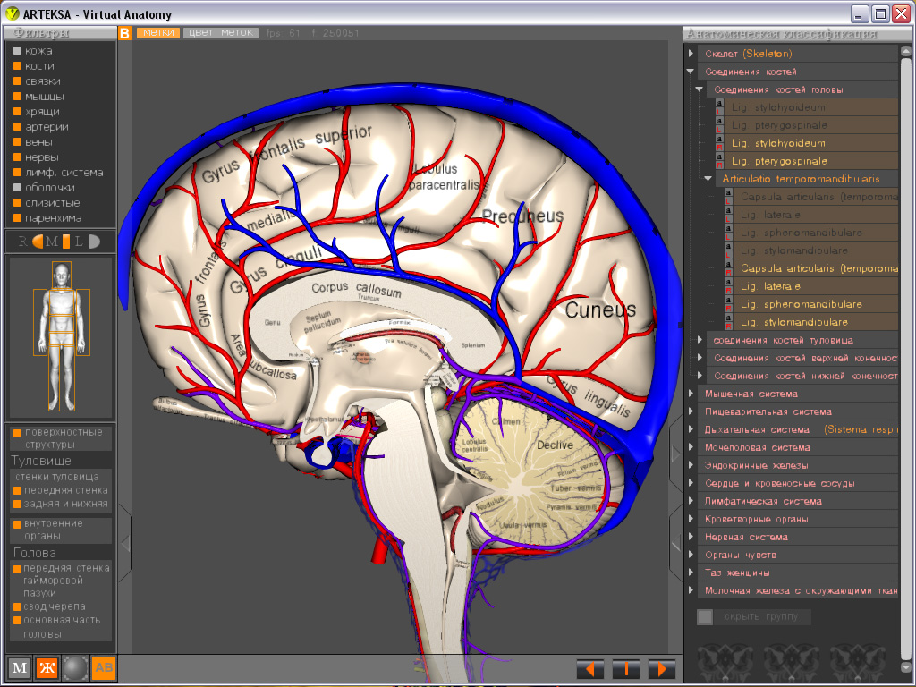 Программа анатомии человека. Виртуальная анатомия 4.0. Виртуальные анатомические атласы. АРТЕКСА виртуальная анатомия. Виртуальная анатомия Virtual Anatomy.